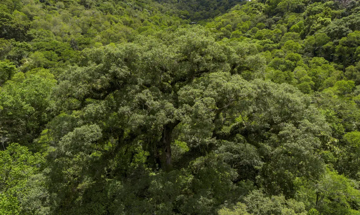 Mata Atlântica Ag. Brasil.webp